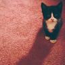 熊猫tv